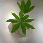 Hotel-restaurant Schwarzkopf ホテル